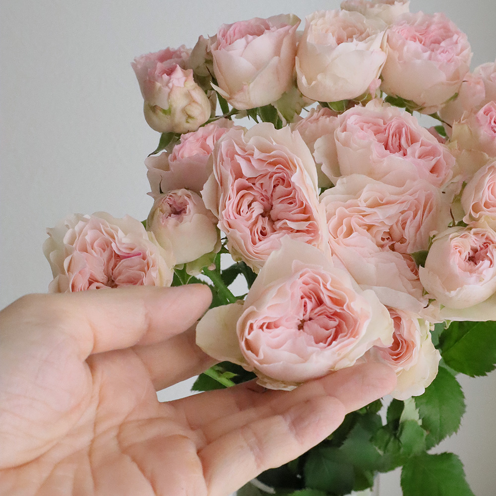 アンティーク シルク製 シルクシフォン 淡いピンクの薔薇 ロココ