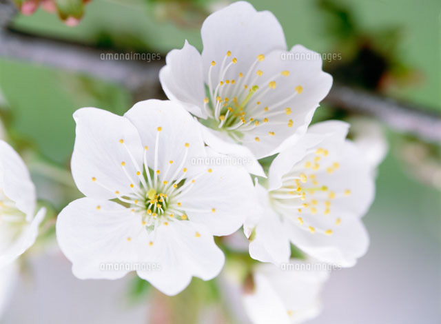 サクランボの花（佐藤錦）[25041003296]の写真・イラスト素材｜アマナ