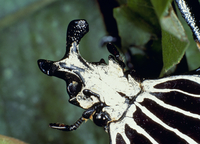 コンゴ産 オリエンタリスオオツノハナムグリ 3 93mm コンゴ産