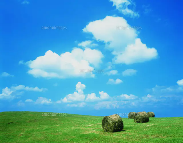 Fujio 油彩画 青空と草原の風景 Fujio 油彩画 青空と草原の風景 Fujio