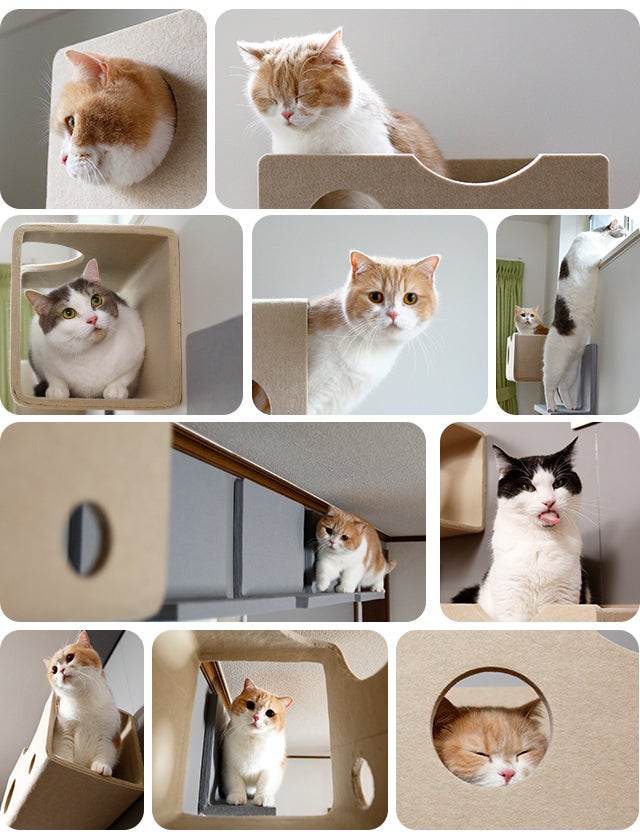 性格や年齢に合わせ着脱自由！LIXILのキャットウォール「猫壁（にゃん