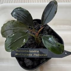①Bucephalandra Motleyana Padawan 水上葉 - メルカリ