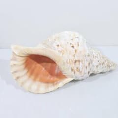 法螺貝 魔除け ほら貝 ホラ貝 36cm 巨大 オブジェ - メルカリ
