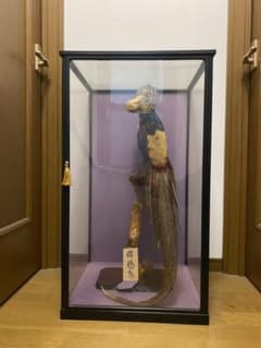 錦鶏鳥 剥製 ガラスケース付き - メルカリ