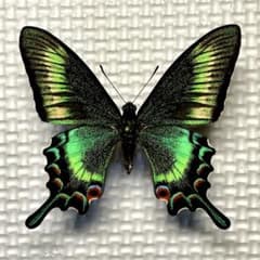m50217717330_1.jpg?1738488607