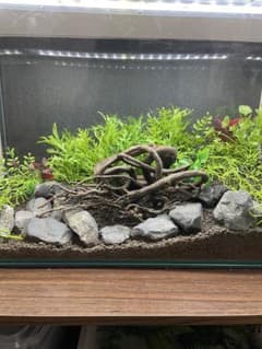 水槽用流木 自然な形状 約30cm - メルカリ