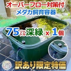 訳あり特価④】メダカ飼育ケース 75㍑深緑x1個 オーバーフロー 金魚