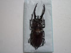 ヘルマンミヤマクワガタ♂Lucanus hermani/江西省.九江産/85mm - メルカリ