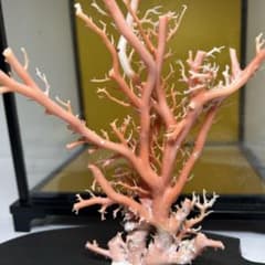 本桃色珊瑚原木 ケース付 東Y7-1209④トヒオ - メルカリ