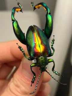 2026年最新】モモブトハムシの人気アイテム - メルカリ