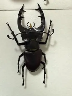 ユダイクスミヤマクワガタ 87mm 標本 <0829z昆虫標本・クワガタ他