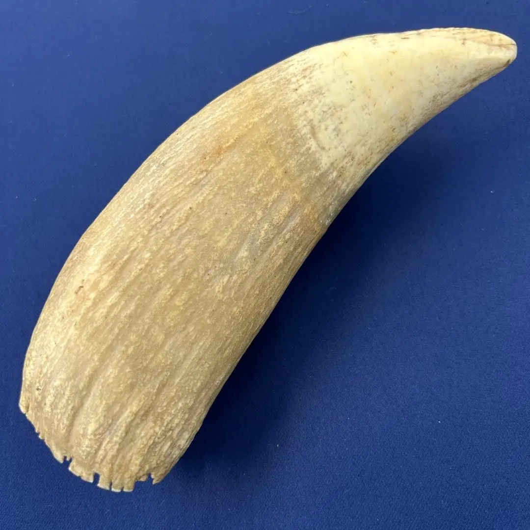 2026年最新】マッコウクジラの歯の人気アイテム - メルカリ