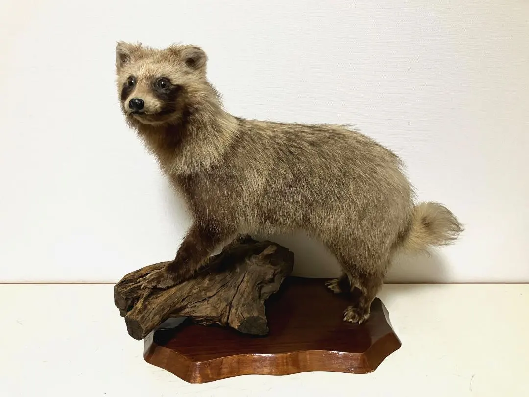 2026年最新】タヌキ 剥製の人気アイテム - メルカリ