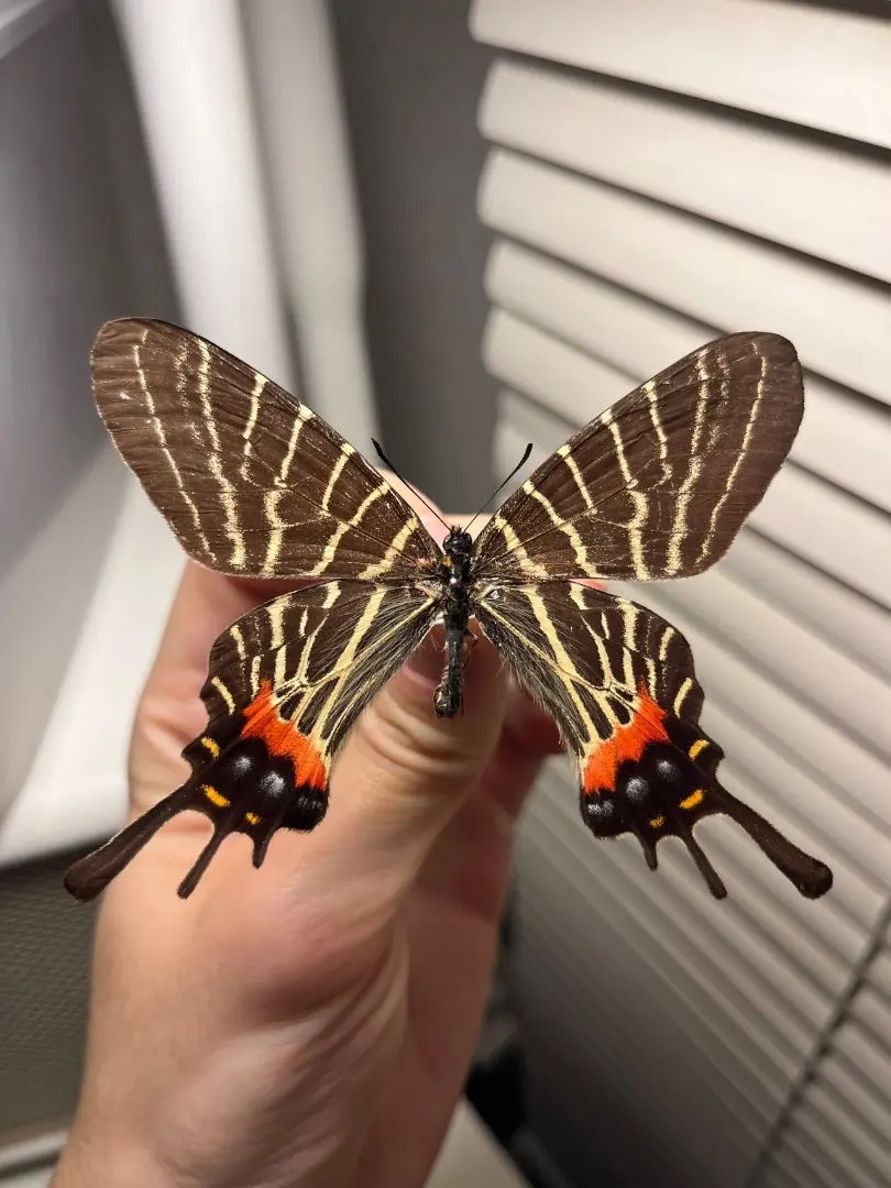 2026年最新】標本 シボリアゲハの人気アイテム - メルカリ