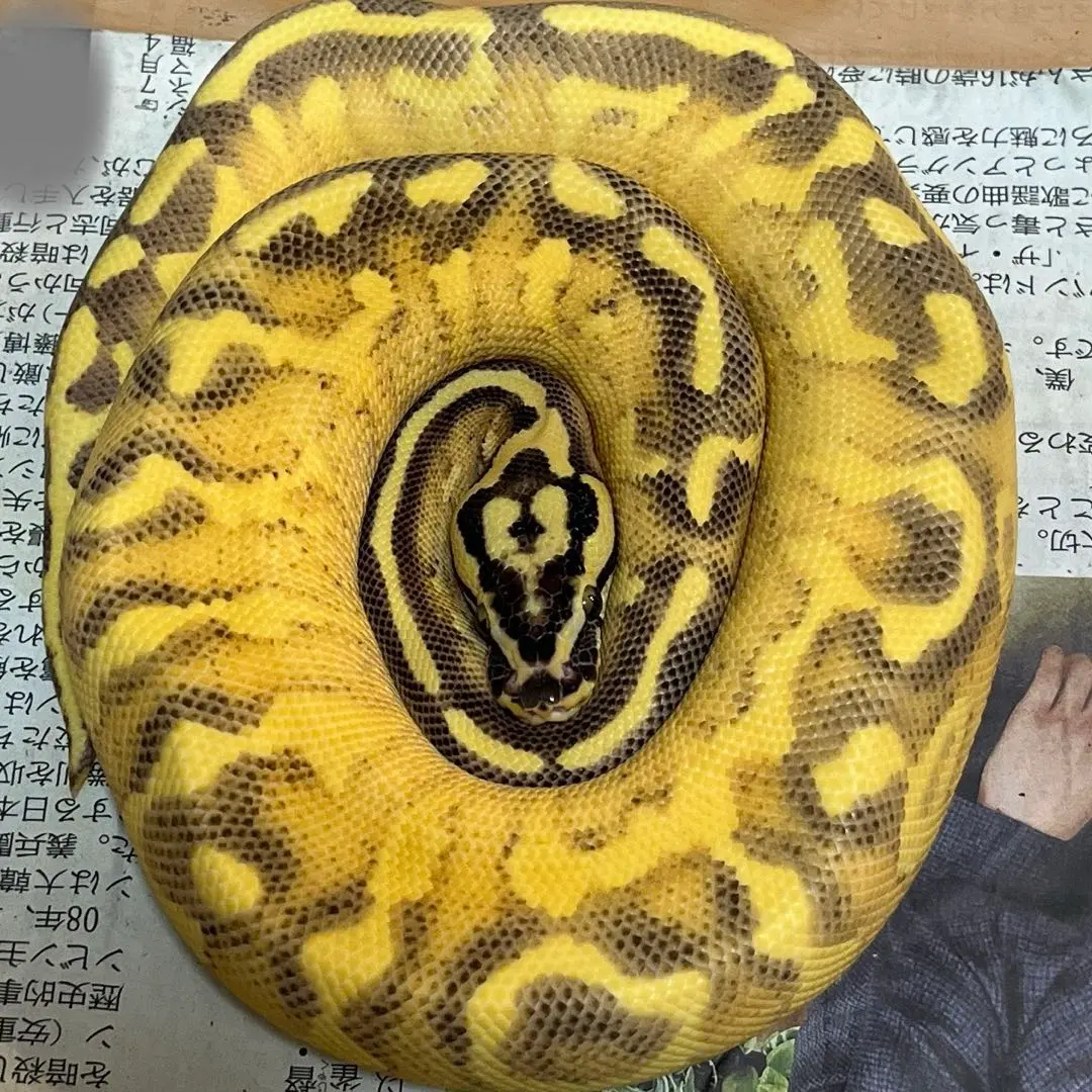 2026年最新】ボールパイソン 抜け殻の人気アイテム - メルカリ