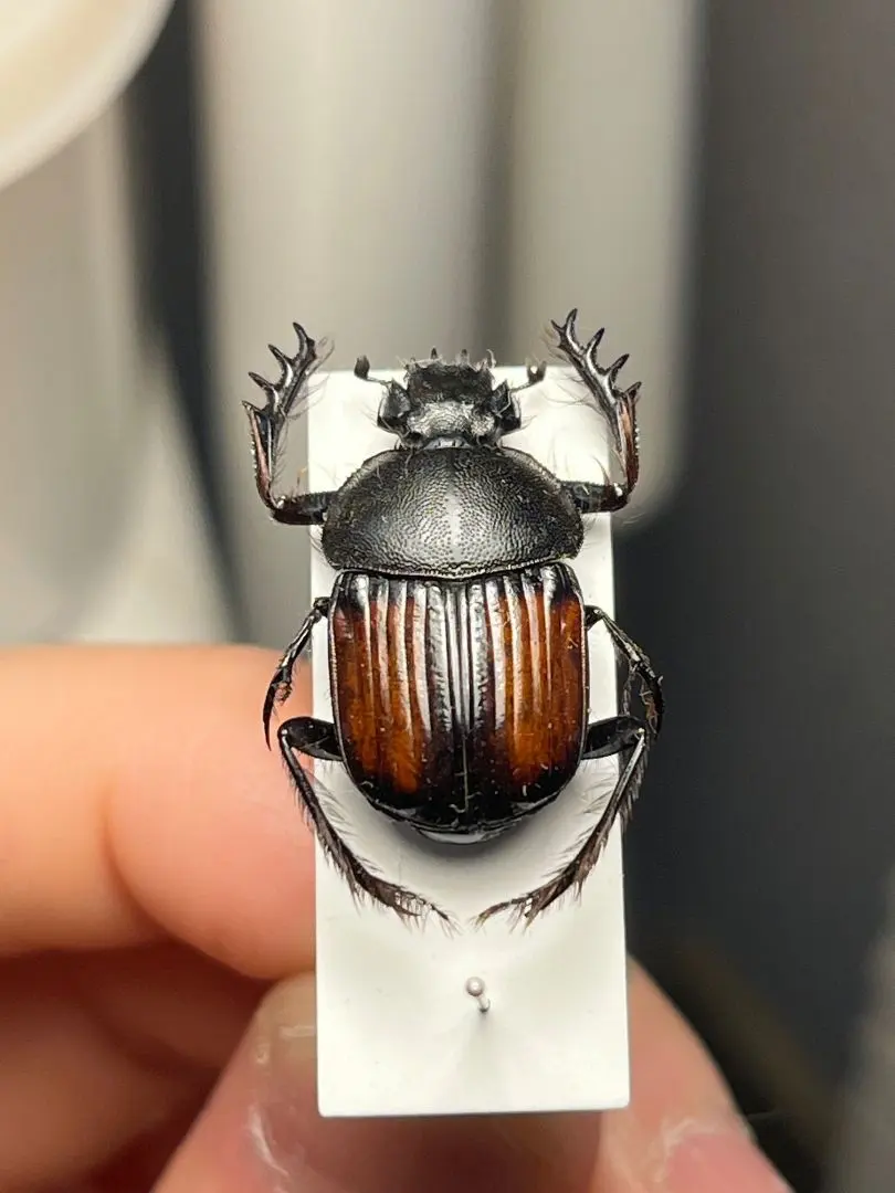 2026年最新】フンコロガシの人気アイテム - メルカリ