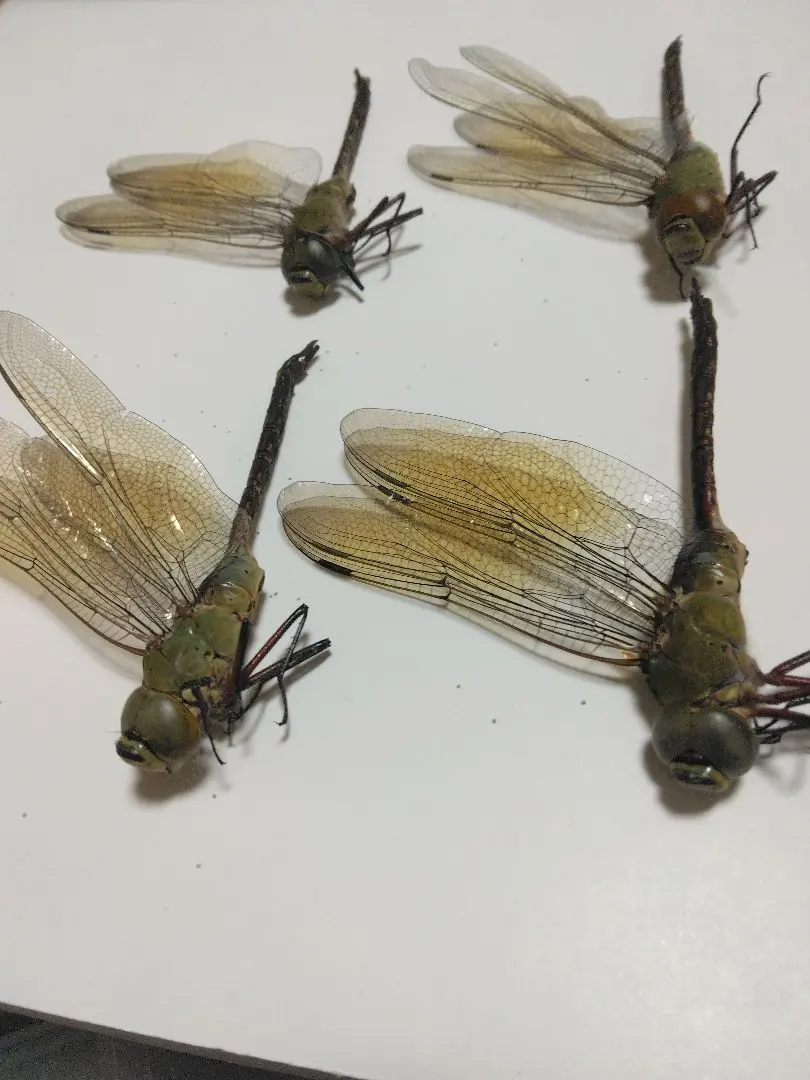 2026年最新】ギンヤンマ 標本の人気アイテム - メルカリ