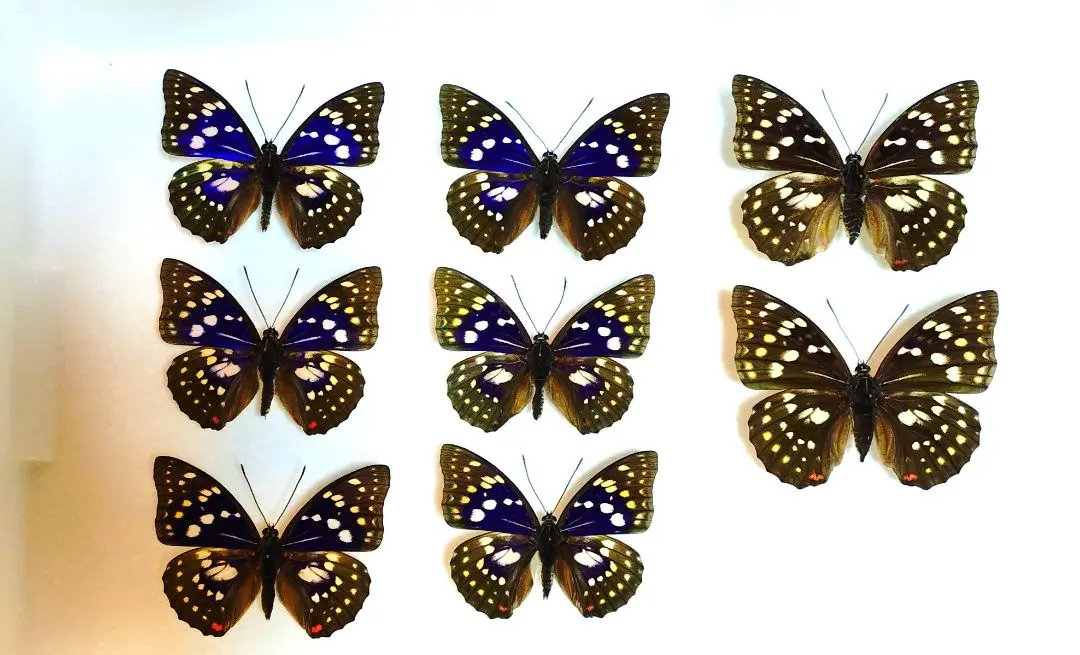 2026年最新】標本 オオムラサキの人気アイテム - メルカリ