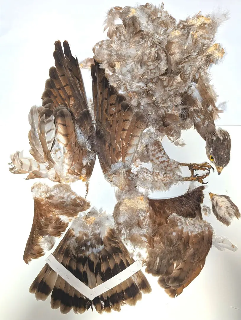 2026年最新】鷹 剥製の人気アイテム - メルカリ
