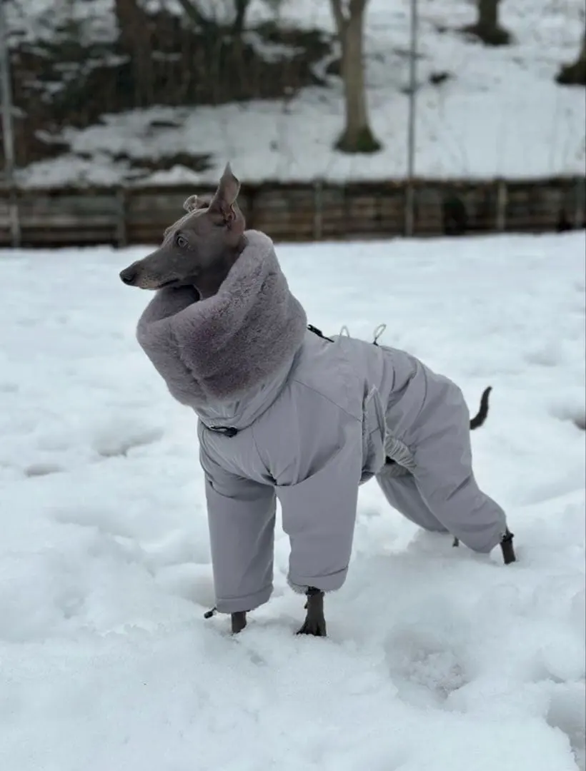 2026年最新】イタグレスノースーツの人気アイテム - メルカリ