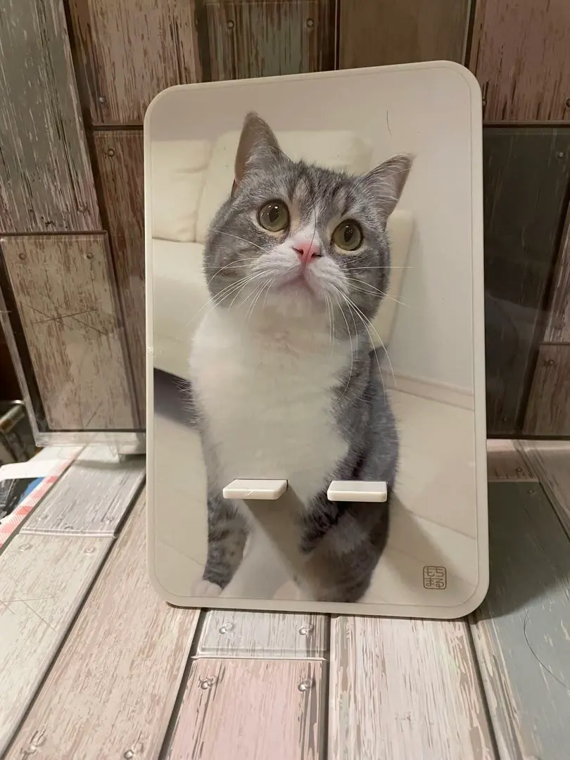 もちまる日記 もち様 アクリルスタンド カードスタンド 202307052333 I