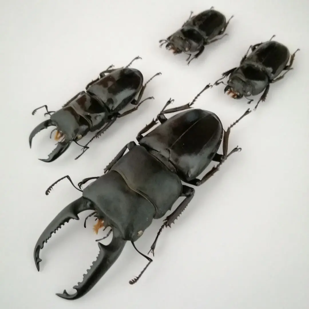 2026年最新】パラワンオオヒラタクワガタ 標本の人気アイテム - メルカリ