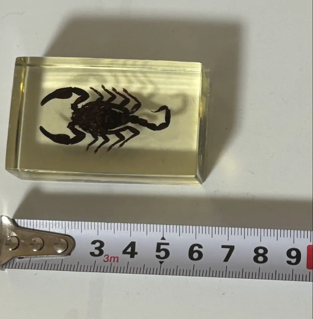 2026年最新】サソリ 剥製の人気アイテム - メルカリ