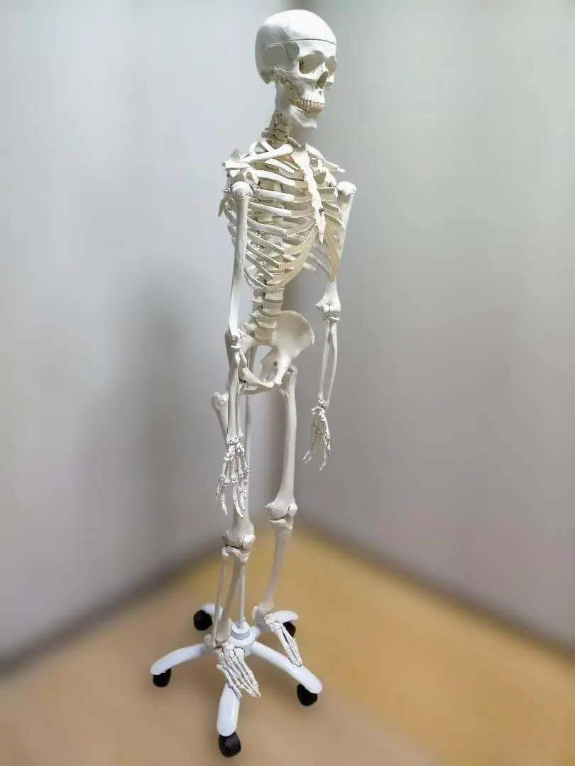 2026年最新】3b scientificの人気アイテム - メルカリ