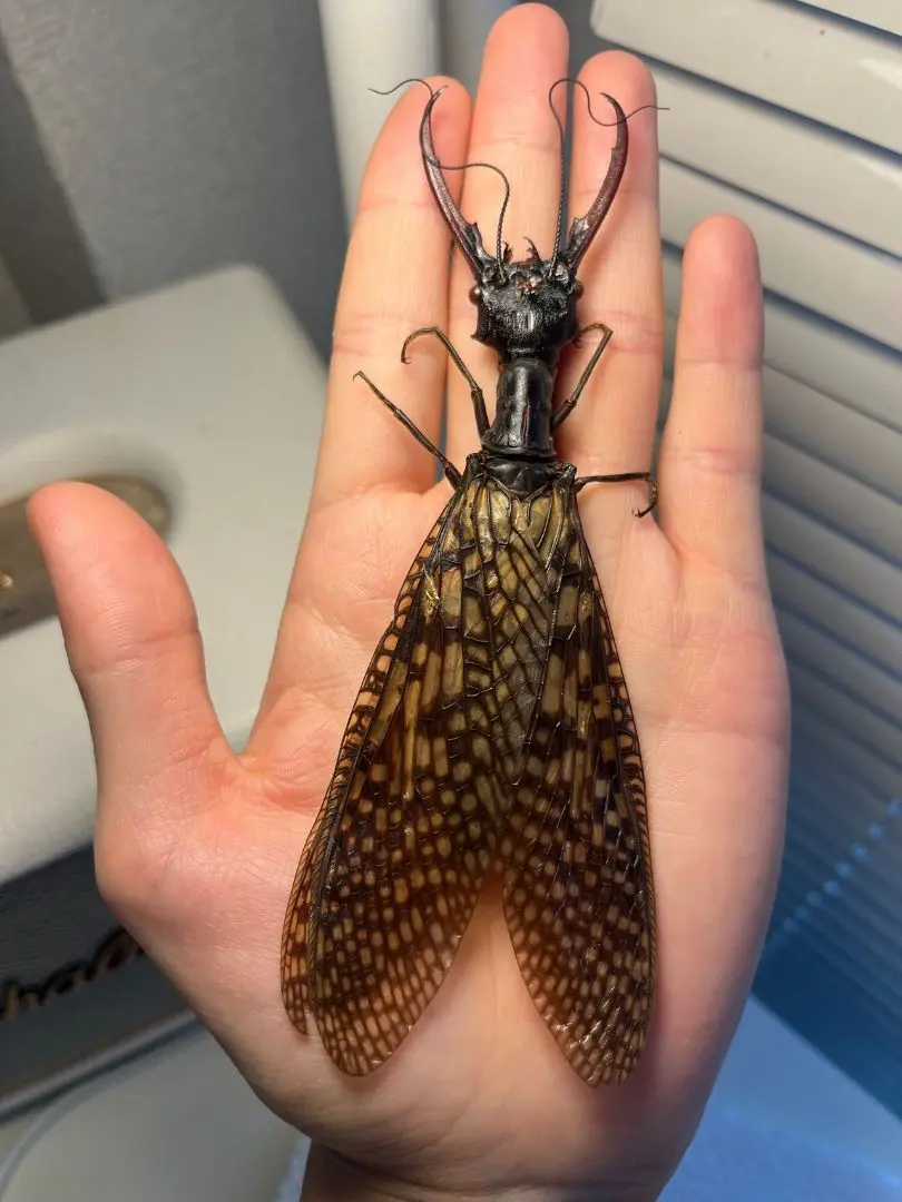 2026年最新】ヘビトンボ 標本の人気アイテム - メルカリ