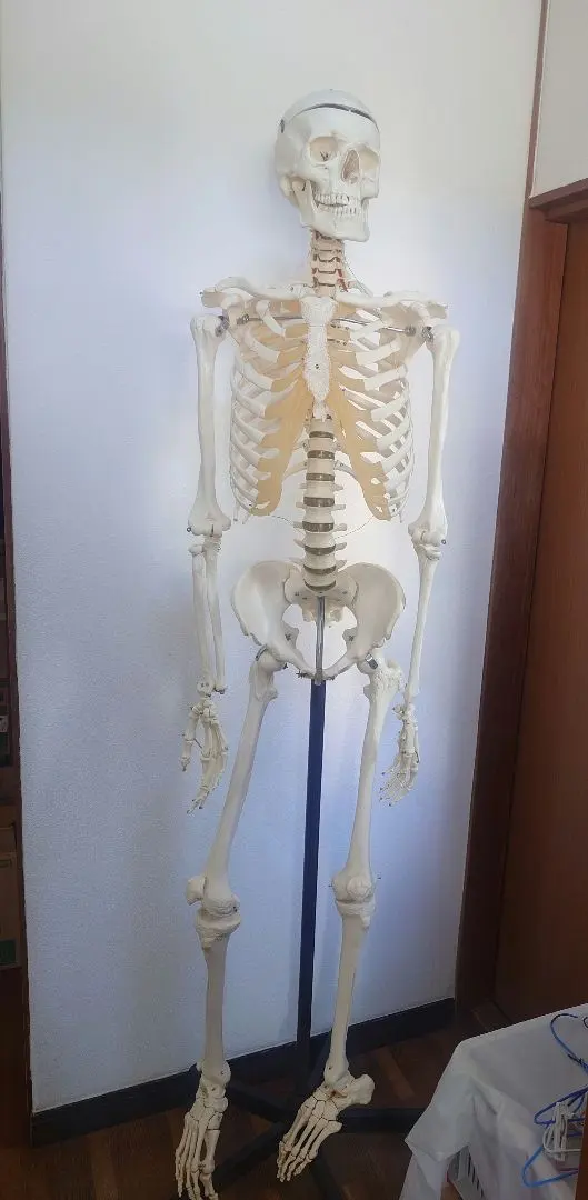 2026年最新】ソムソ 模型の人気アイテム - メルカリ