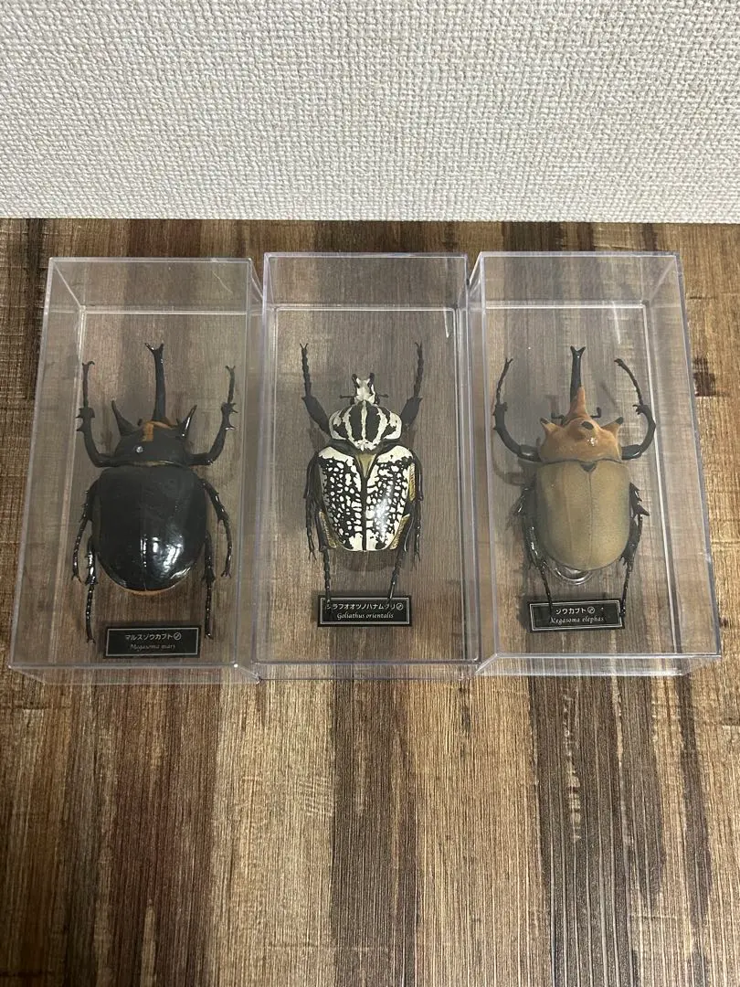 2026年最新】ゾウカブト 標本の人気アイテム - メルカリ