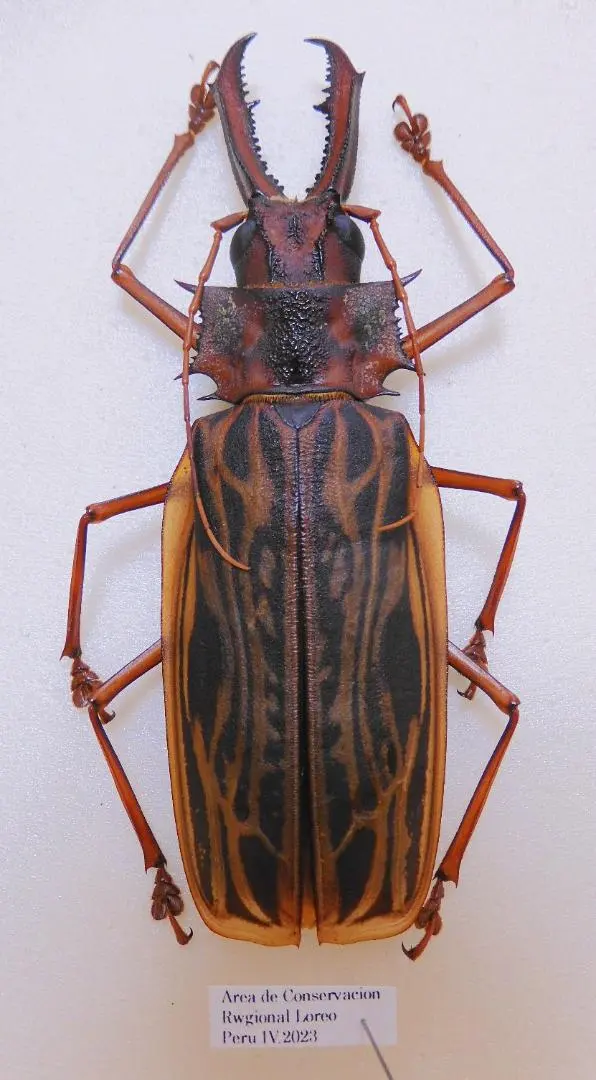 ペルー産オオキバウスバカミキリ 160mm