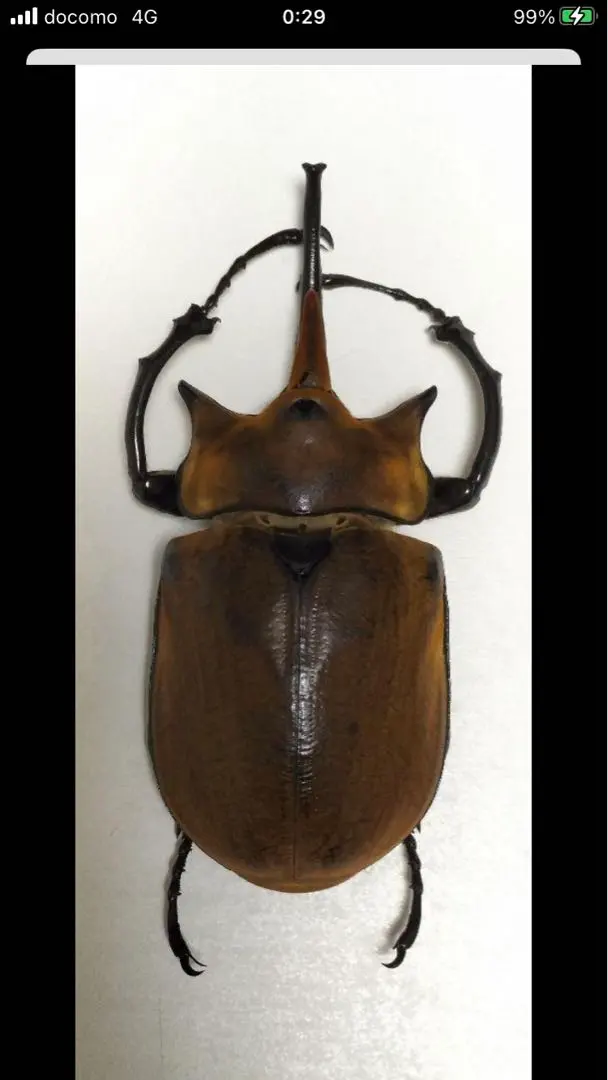 2025年最新】エレファスゾウカブト標本の人気アイテム - メルカリ