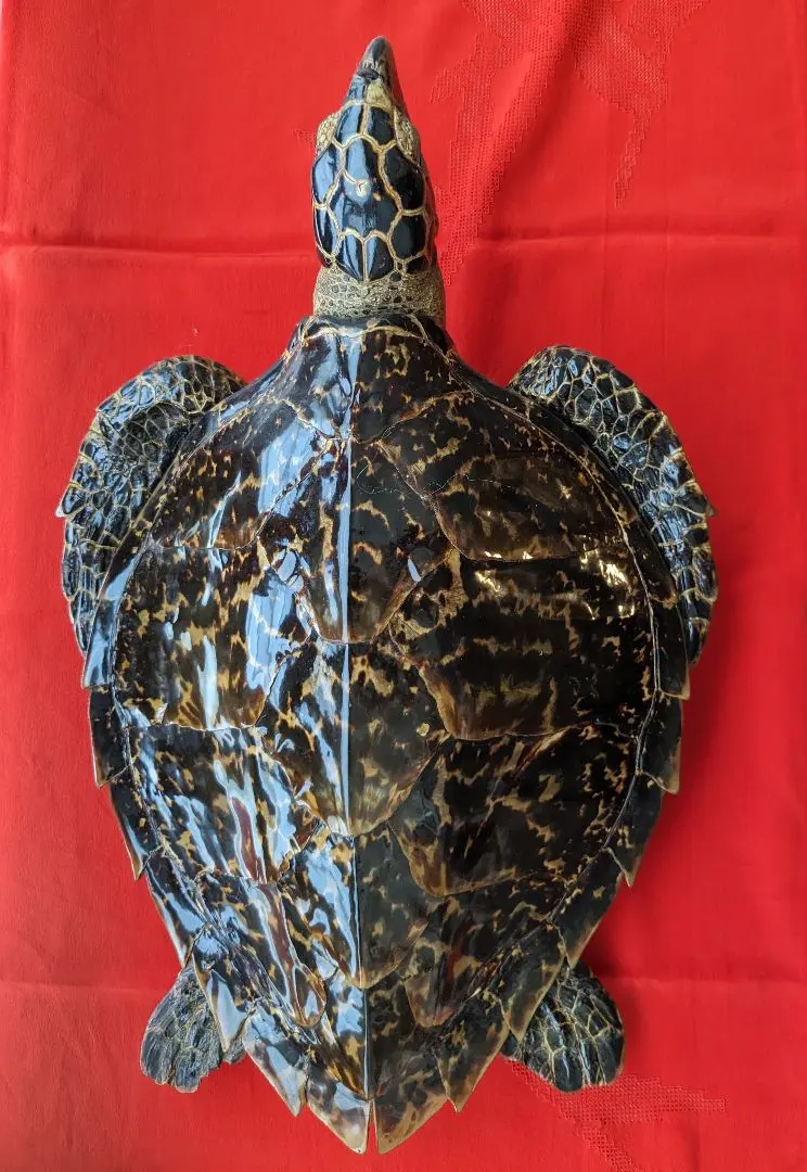 剥製タイマイ鼈甲亀壁掛けウミガメ 縁起物 金運アップ ベッコウ 海亀