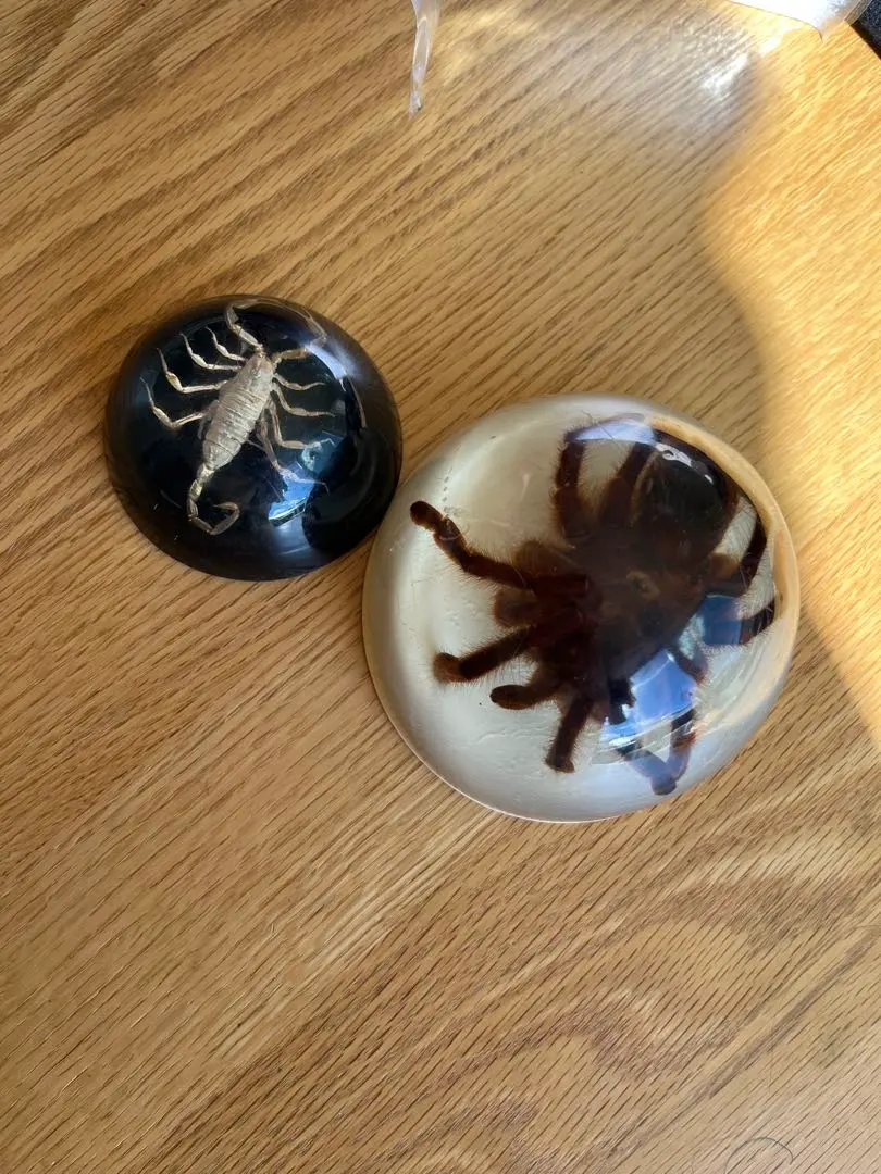 極美展足】シリキレグモ トラップドアスパイダー タランチュラ ムカデ