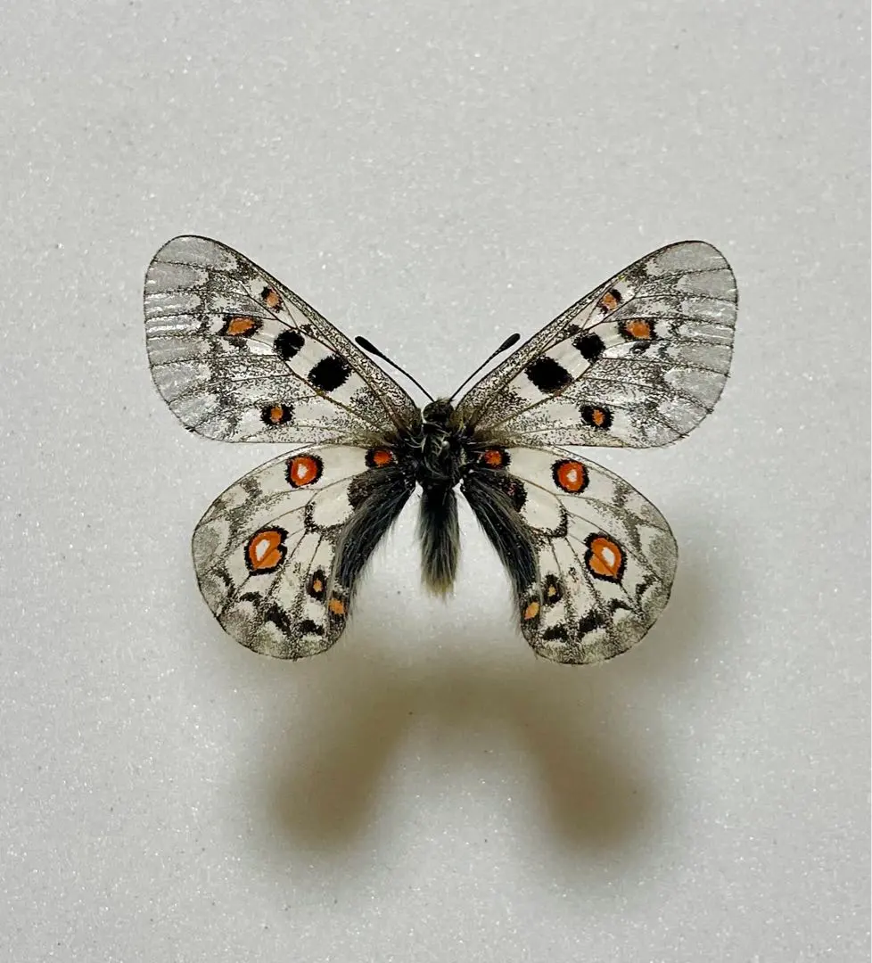 パルナシウス「5種」8頭