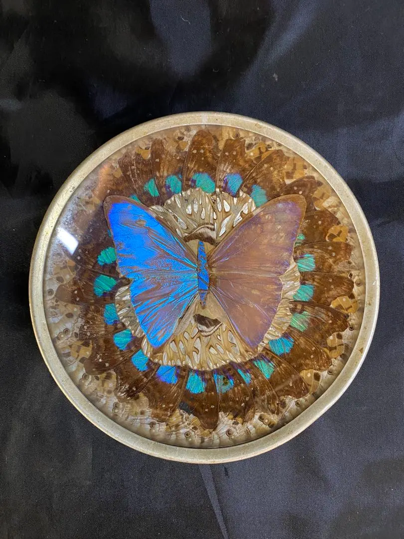 2026年最新】モルフォ蝶 皿の人気アイテム - メルカリ