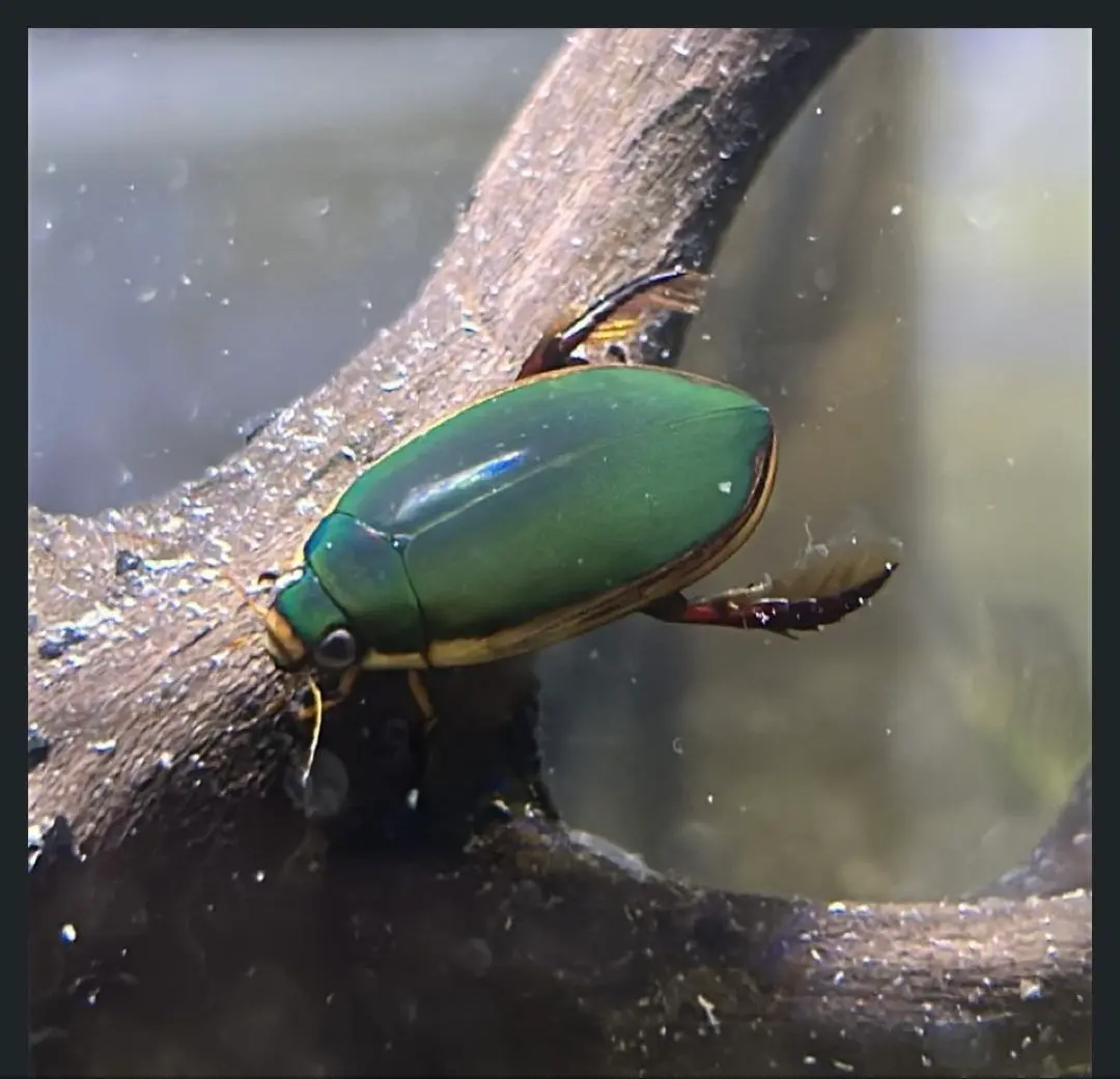 2026年最新】ゲンゴロウ標本の人気アイテム - メルカリ