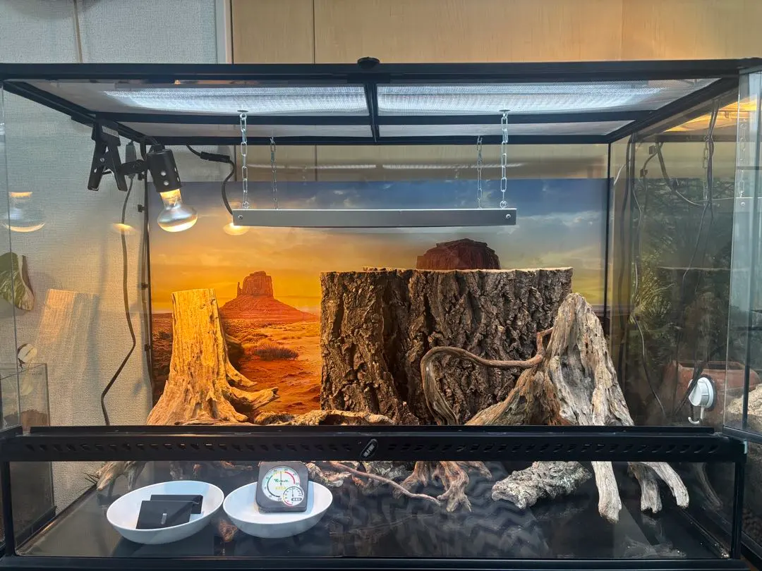 2026年最新】グラステラリウム9060の人気アイテム - メルカリ