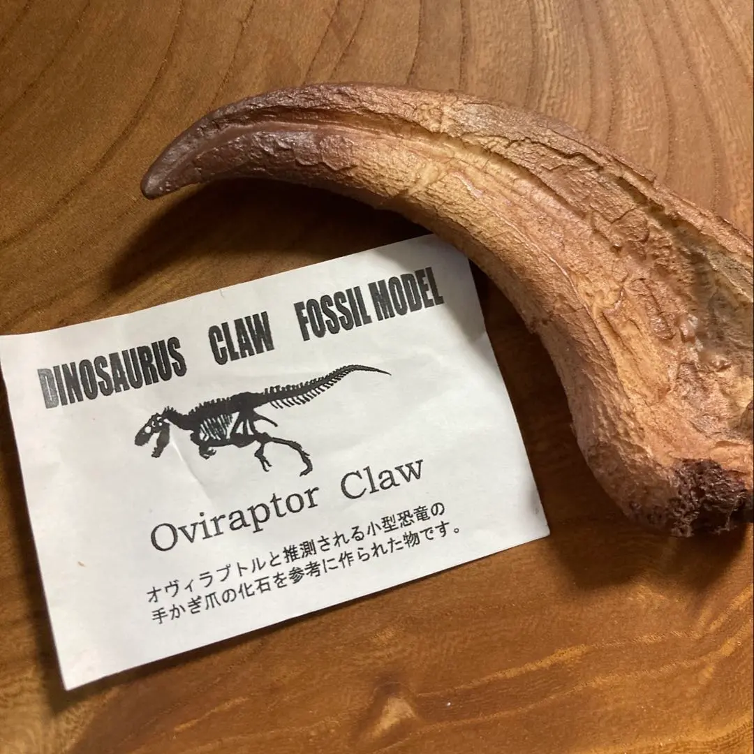 楽天市場】ヴェロキラプトル 爪 化石の通販 ラプトルの爪 化石