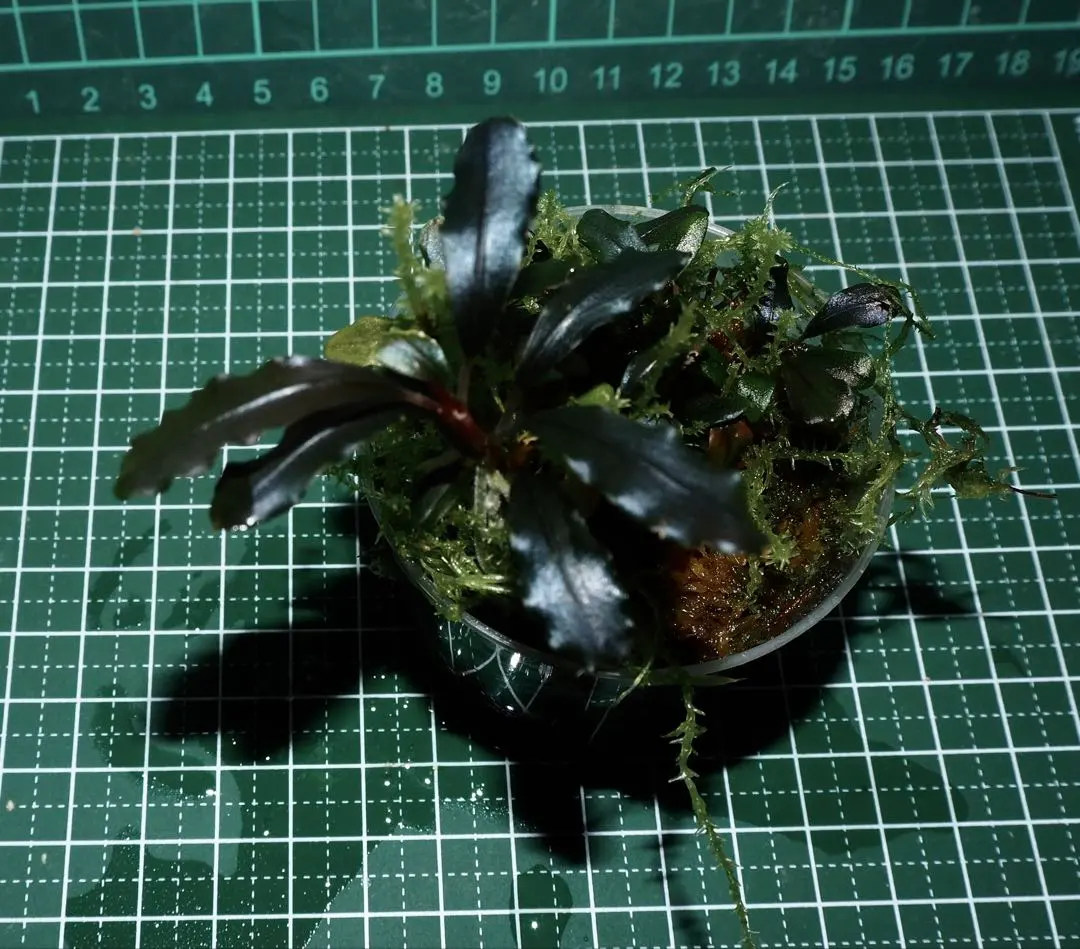 2026年最新】bucephalandra sp. ghost kalimantanの人気アイテム