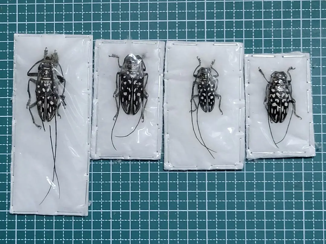 2026年最新】ホウセキカミキリの人気アイテム - メルカリ