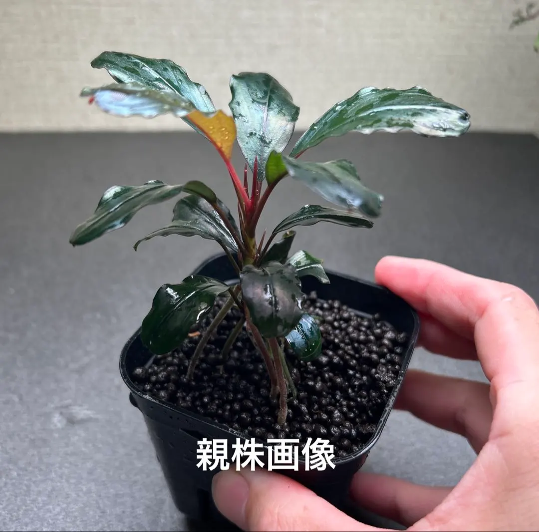 Bucephalandra sp. Real gray Landak 水の国 ブセファランドラ リアル