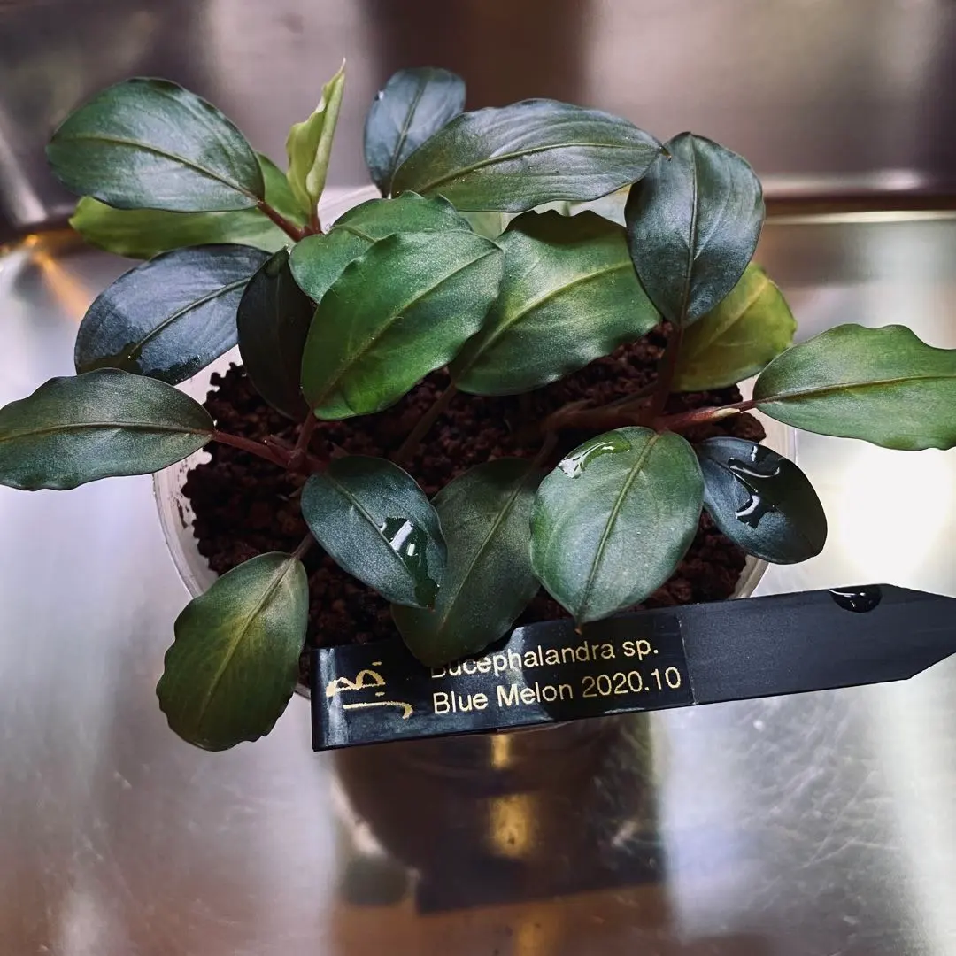 2026年最新】ブセファランドラ ブルーメロンの人気アイテム - メルカリ