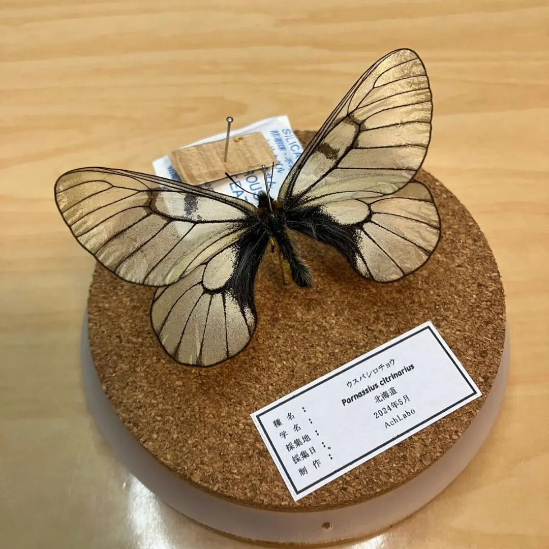 ギフ、ヒメギフチョウ＆ウスバ、ヒメウスバシロチョウセットセット