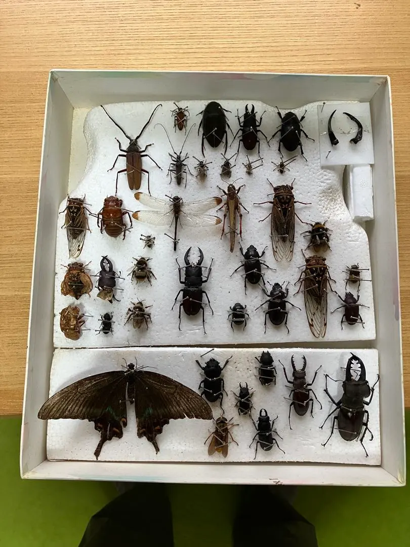 特大コロンビア産オニノコギリカミキリ79mm 昆虫標本