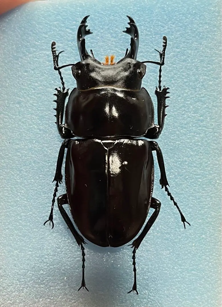 ヤエヤママルバネ 野外品 約60ミリ 西表島産