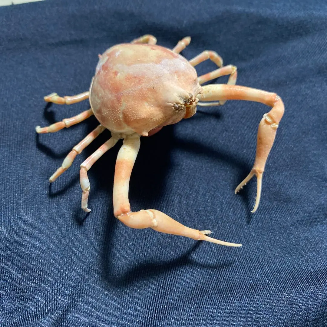 2026年最新】蟹 剥製の人気アイテム - メルカリ