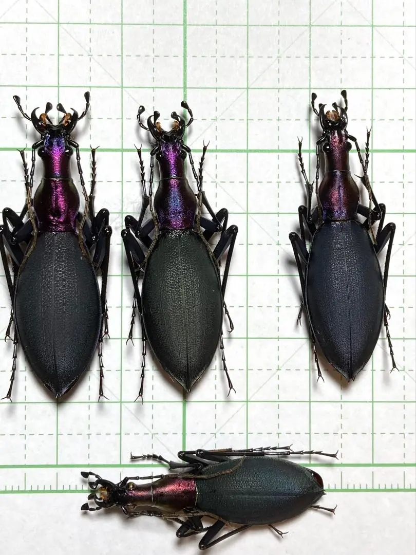 2026年最新】マイマイカブリの人気アイテム - メルカリ