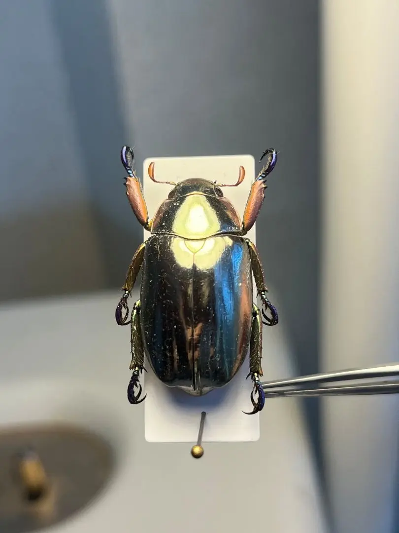 2026年最新】プラチナコガネ 標本の人気アイテム - メルカリ